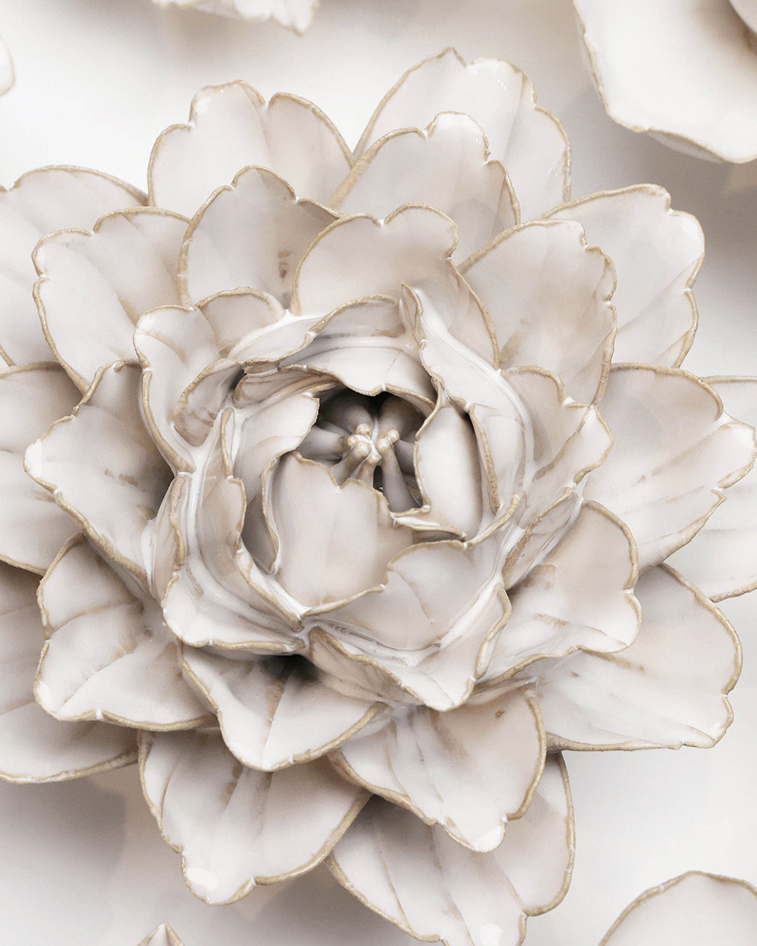 Ivory Zinnia - Chive UK