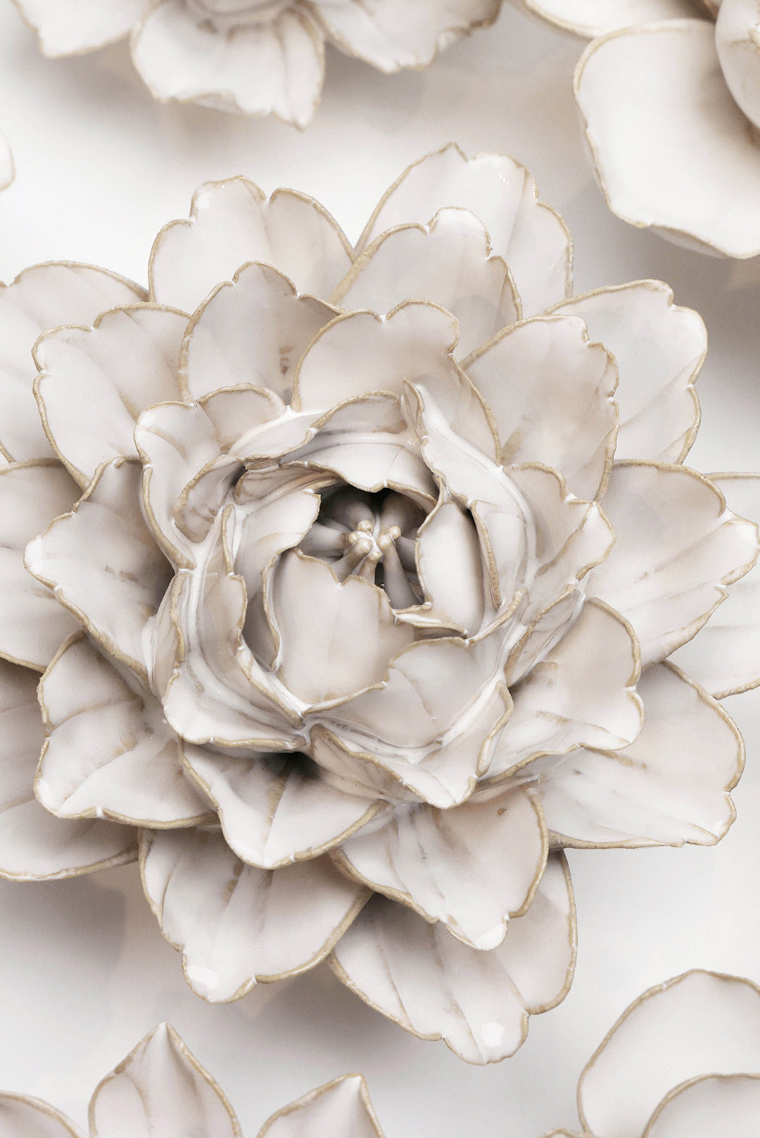 Ivory Zinnia - Chive UK