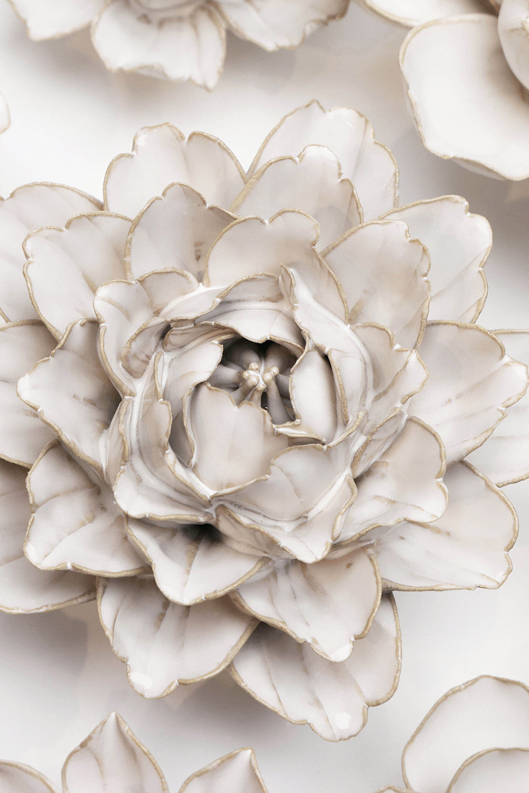 Ivory Zinnia - Chive UK