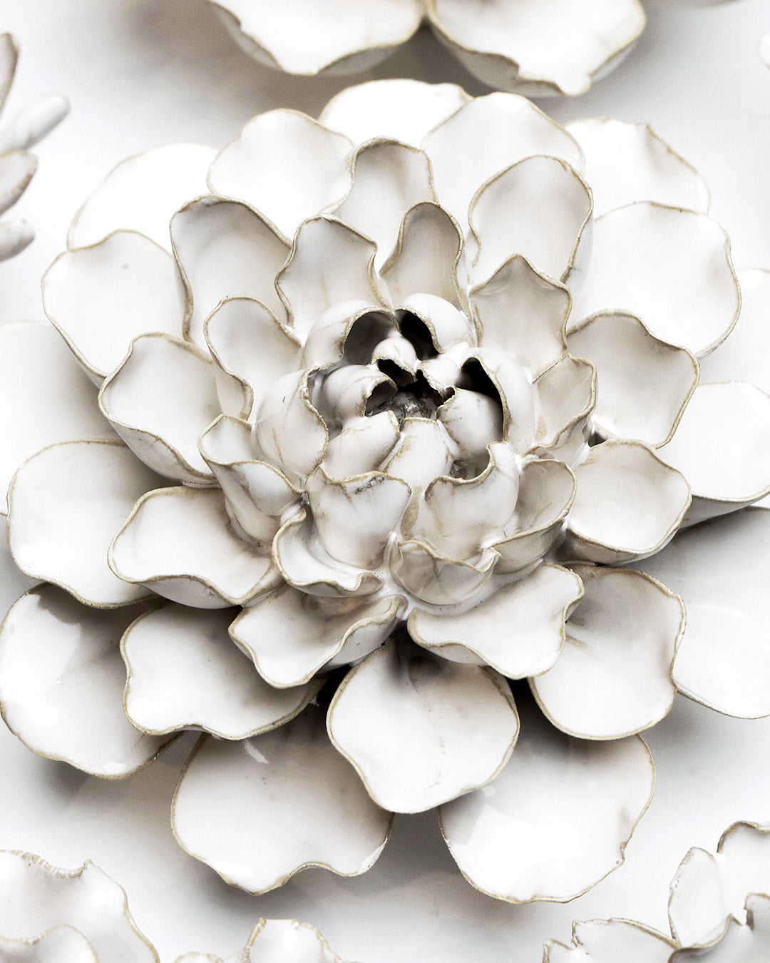 Ivory Sea Lettuce Medium - Chive UK