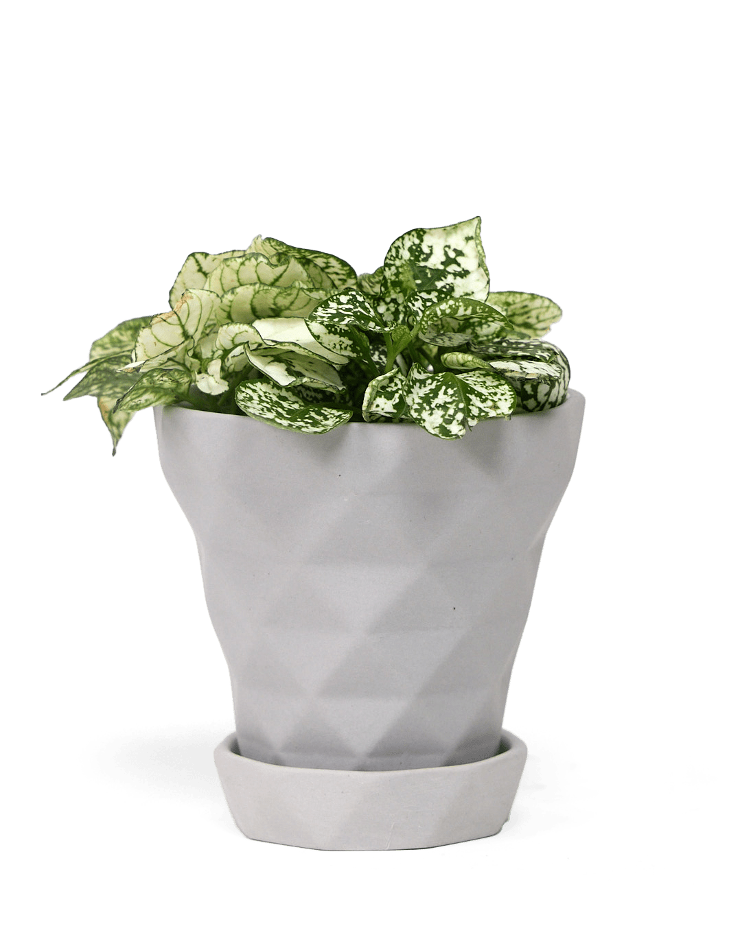 Diamond Porcelain Modern Indoor Plant Pot With Saucer - Chive UK