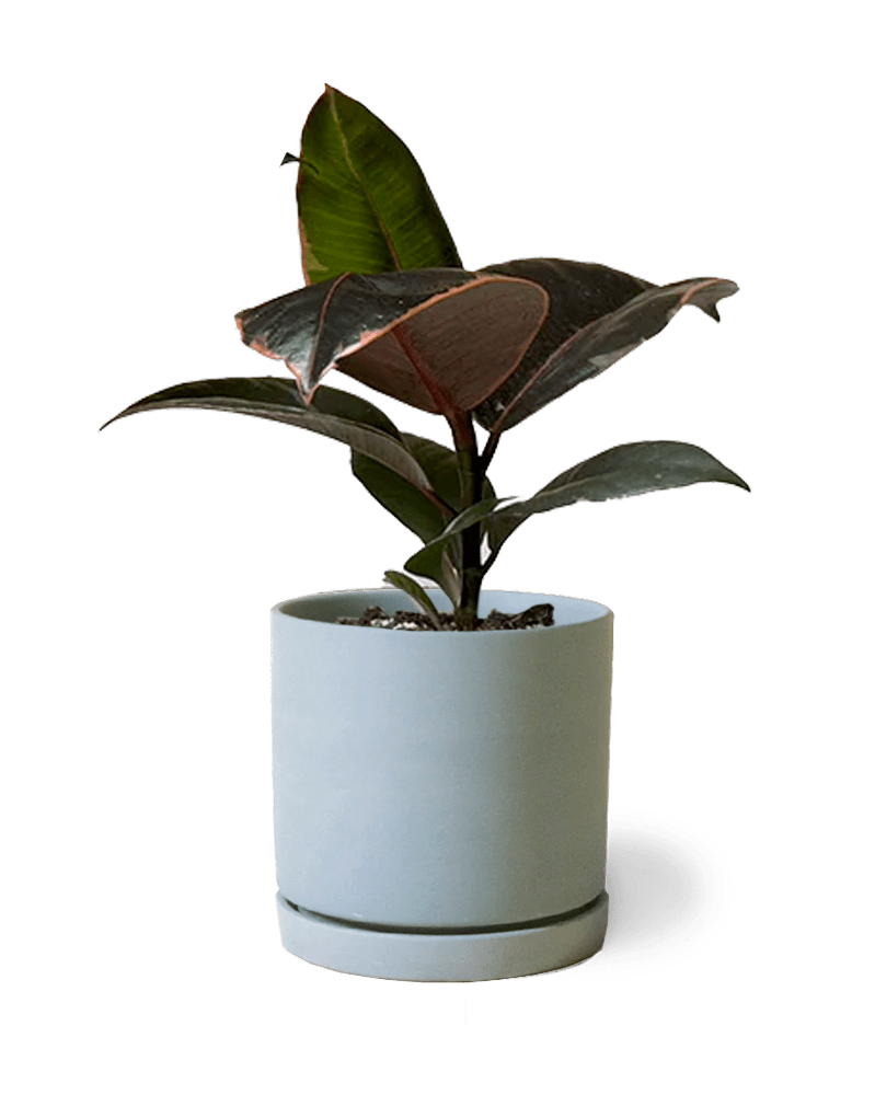 Dojo Porcelain Modern Indoor Plant Pot With Saucer - Chive UK