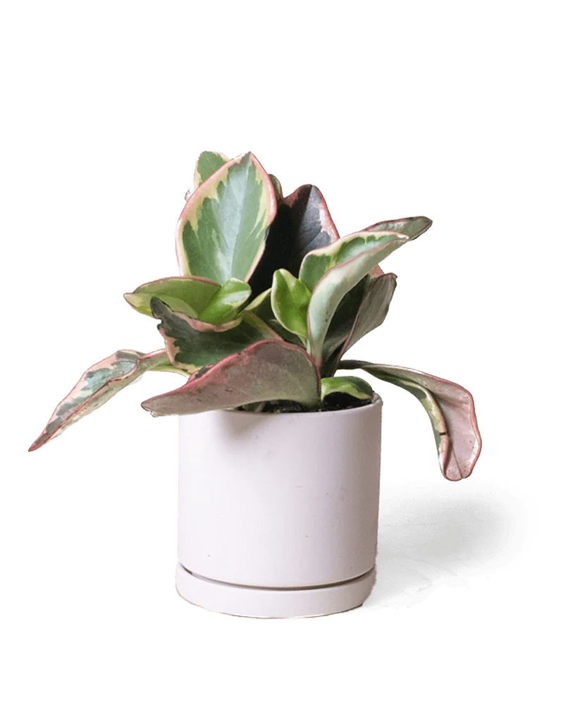 Dojo Porcelain Modern Indoor Plant Pot With Saucer - Chive UK