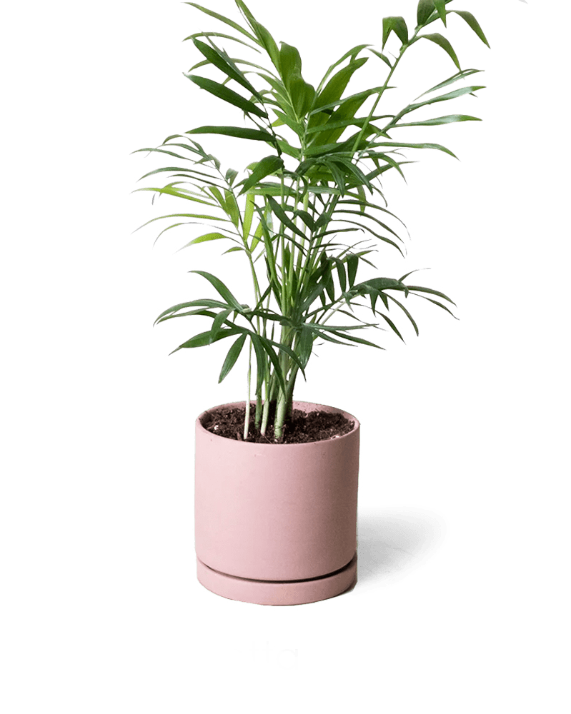 Dojo Porcelain Modern Indoor Plant Pot With Saucer - Chive UK