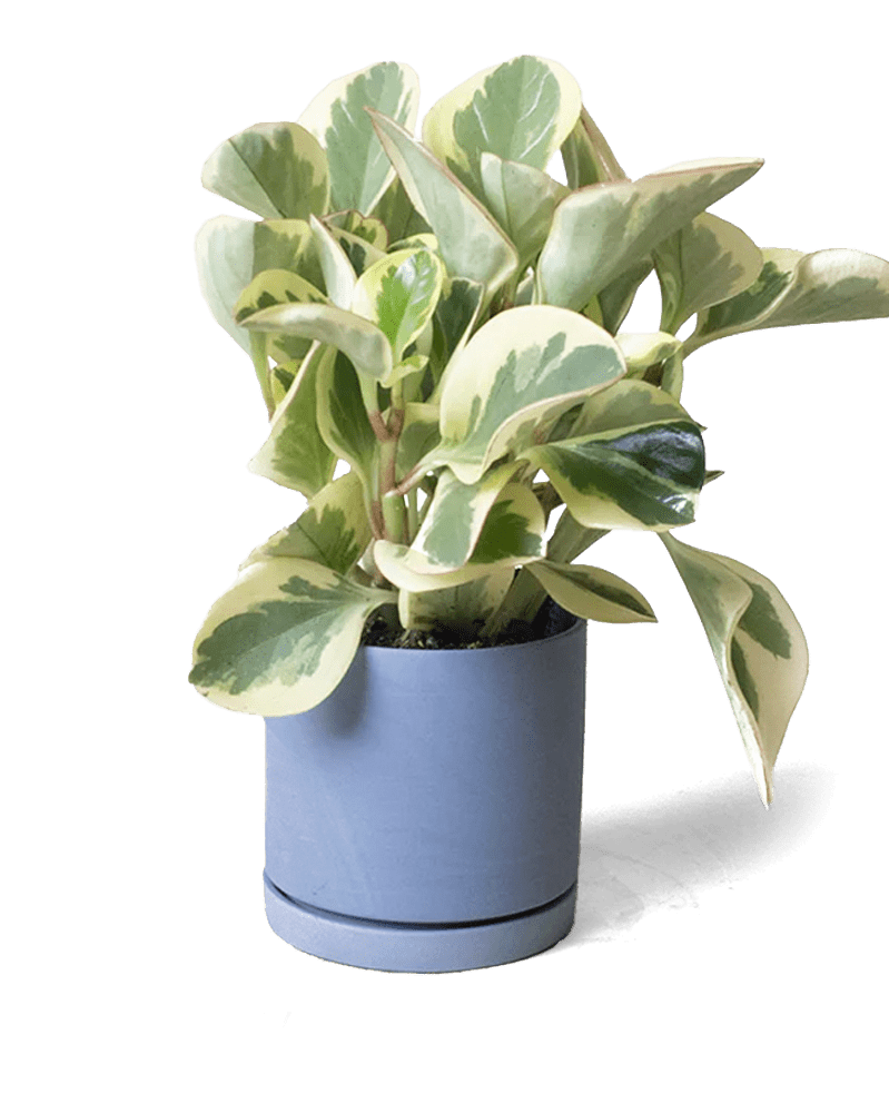 Dojo Porcelain Modern Indoor Plant Pot With Saucer - Chive UK