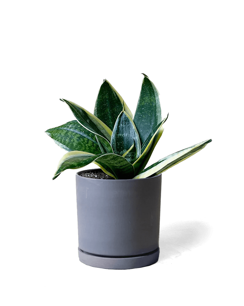 Dojo Porcelain Modern Indoor Plant Pot With Saucer - Chive UK