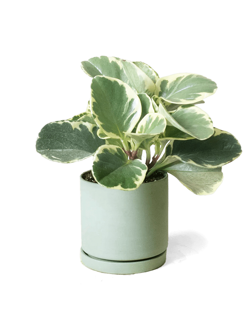 Dojo Porcelain Modern Indoor Plant Pot With Saucer - Chive UK