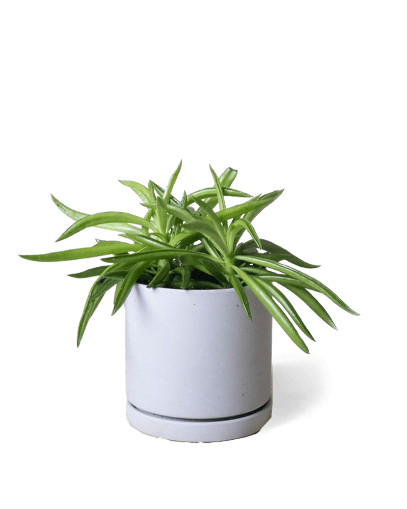 Dojo Porcelain Modern Indoor Plant Pot With Saucer - Chive UK