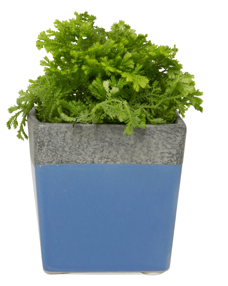 Duo Ceramic Planter With Drainage Hole And Saucer - Chive UK
