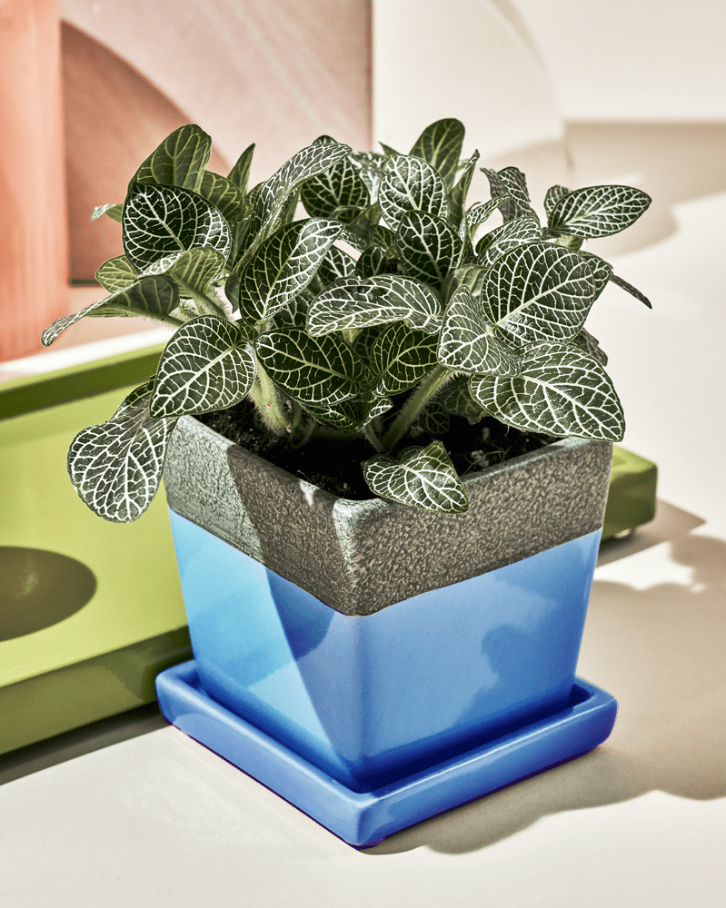 Duo Ceramic Planter With Drainage Hole And Saucer - Chive UK