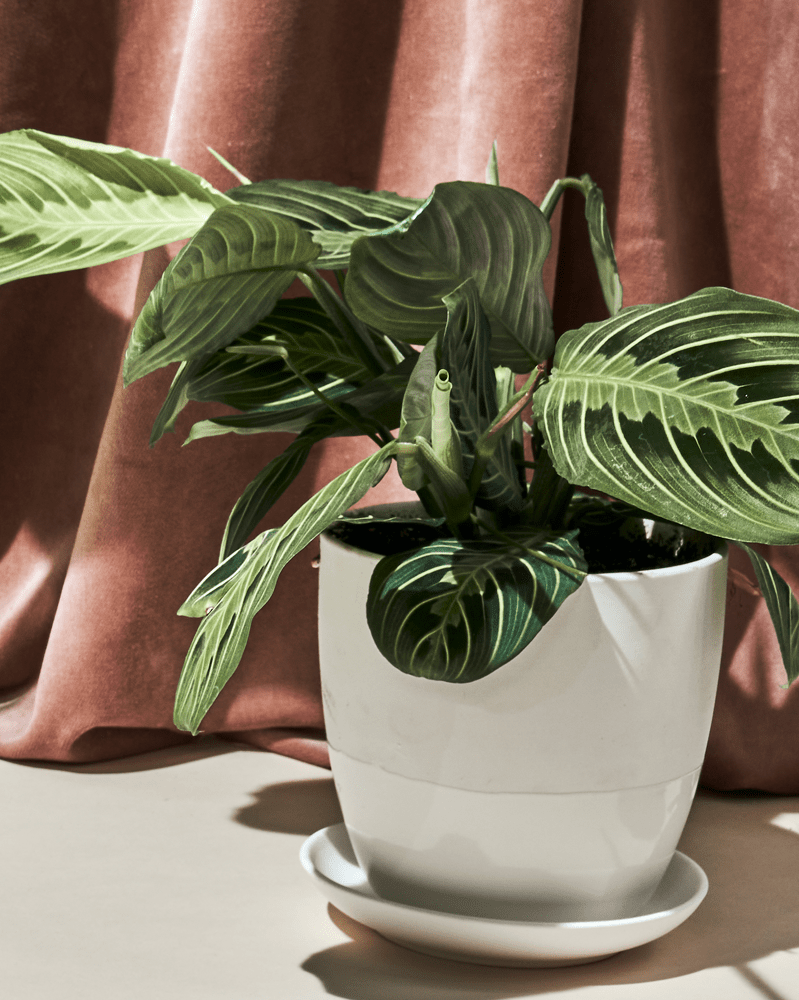 Dyad Porcelain Modern Indoor Plant Pot With Saucer - Chive UK