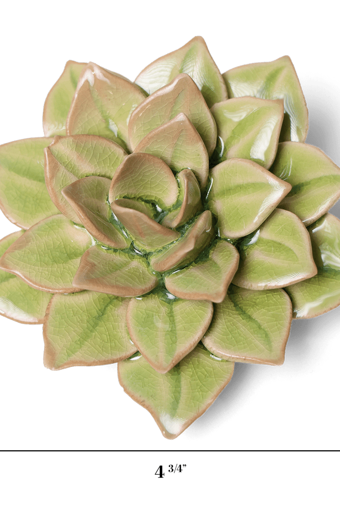 English Garden Ceramic Flower Green Medium Succulent - Chive UK