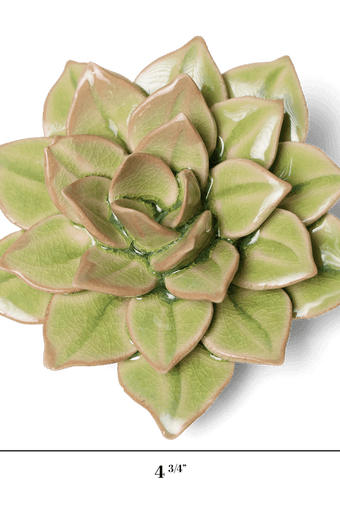 English Garden Ceramic Flower Green Medium Succulent - Chive UK