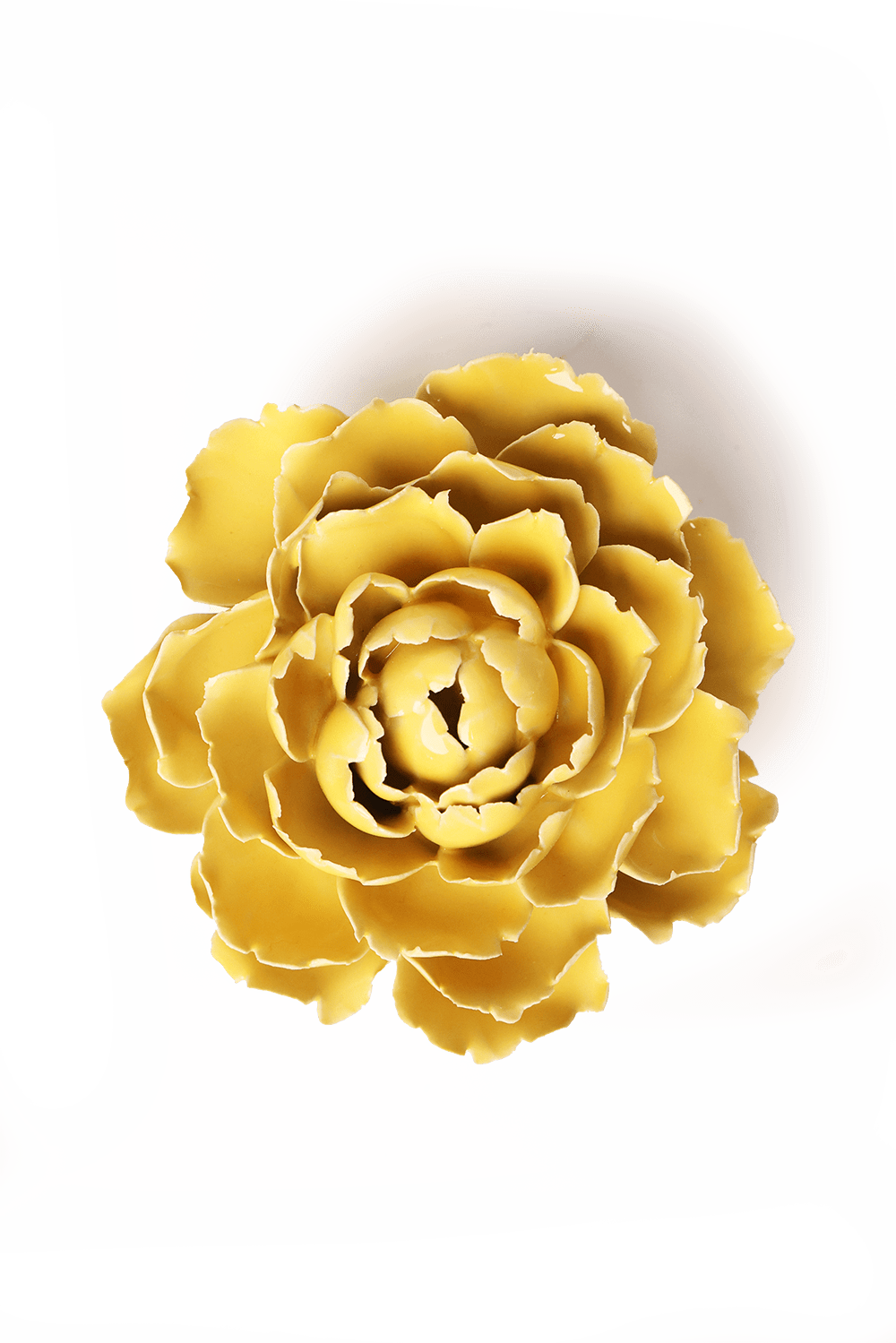 Buttercup Yellow Gay Paree Peony - Chive UK