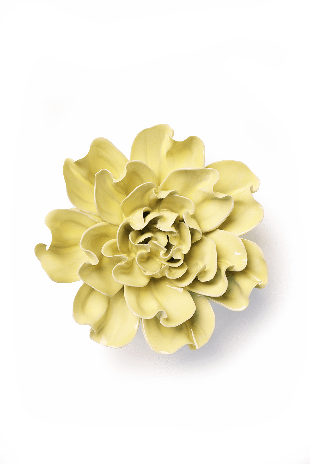 Lime Yellow Larkspur - Chive UK