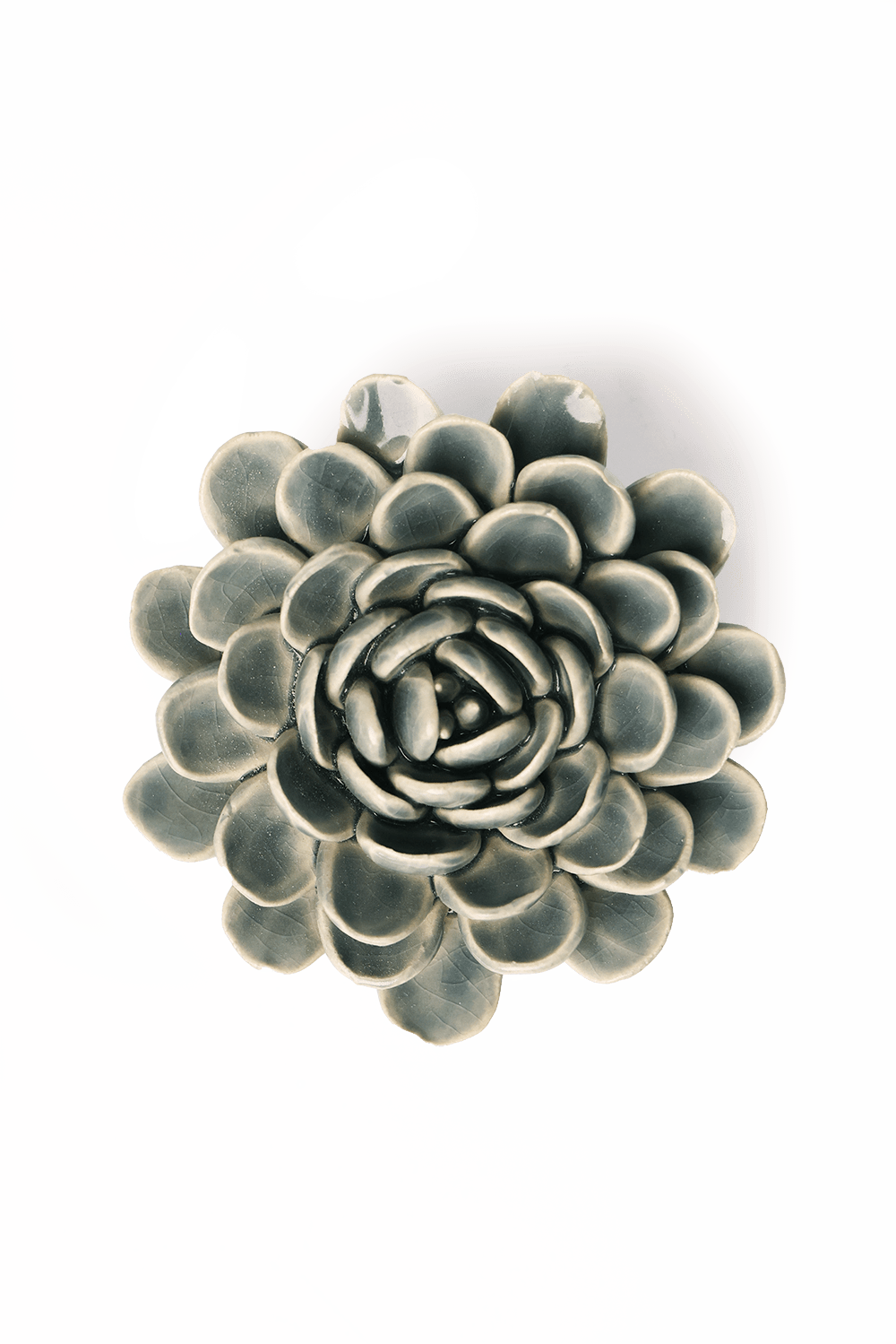 Pewter Blue Zinderella Zinnia - Chive UK