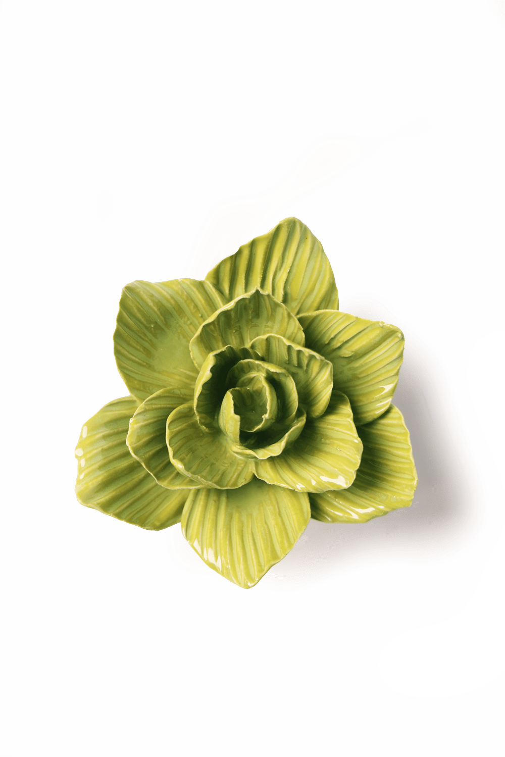 Chartreuse Gladiolus - Chive UK