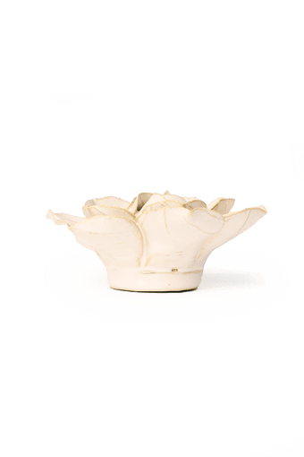 Ivory Daffodil - Chive UK
