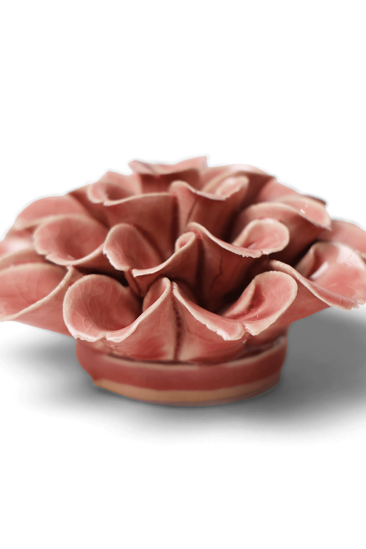 English Garden Champagne Pink Hydrangea - Chive UK