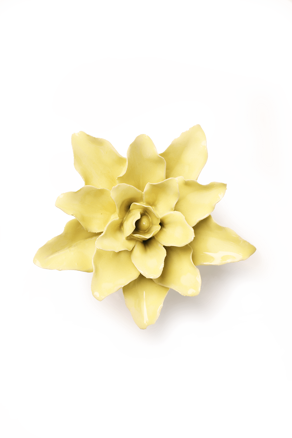 English Garden Lime Yellow Tiger Lily - Chive UK