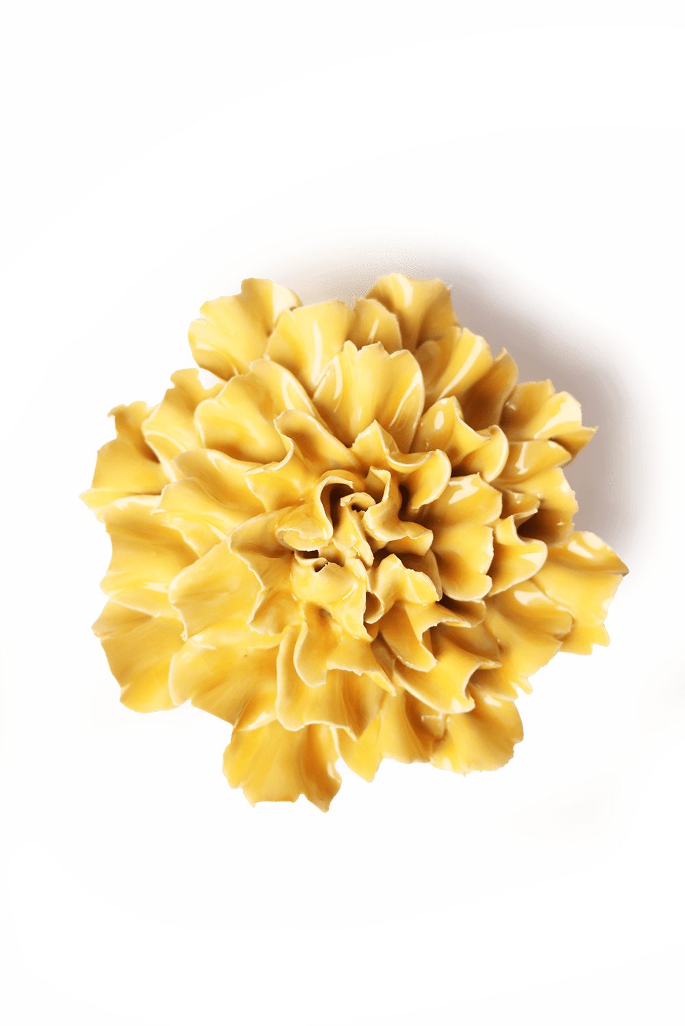 English Garden Burnt Yellow Tundra Carnation - Chive UK