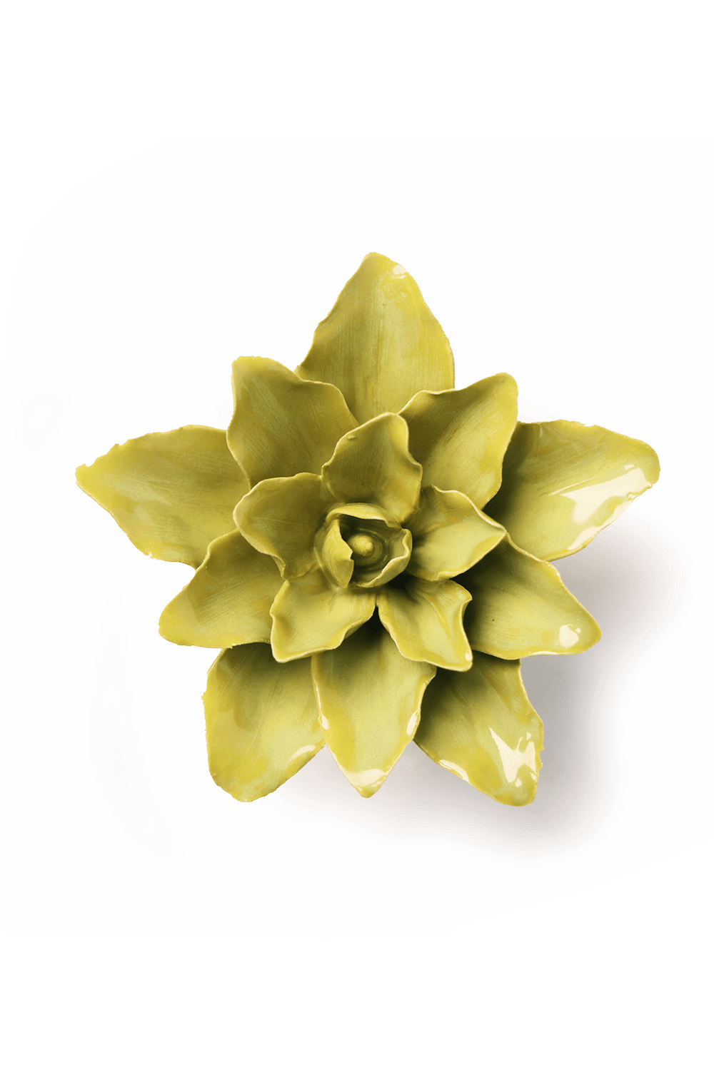 English Garden Chartreuse Tiger Lily - Chive UK