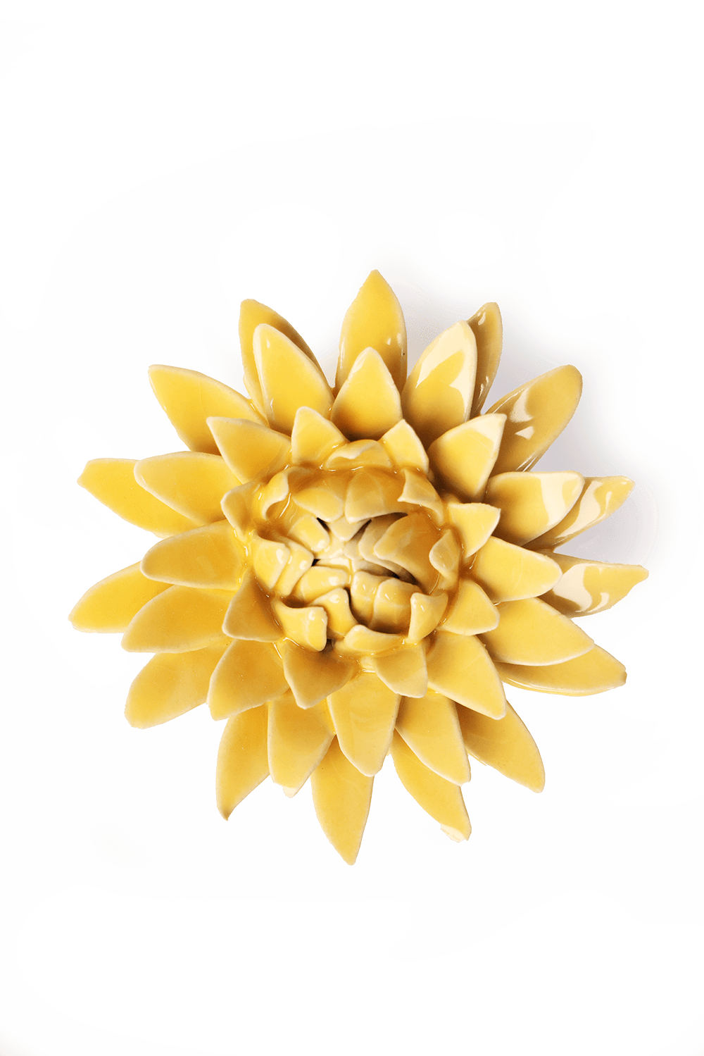 English Garden Burnt Yellow Strawflower - Chive UK