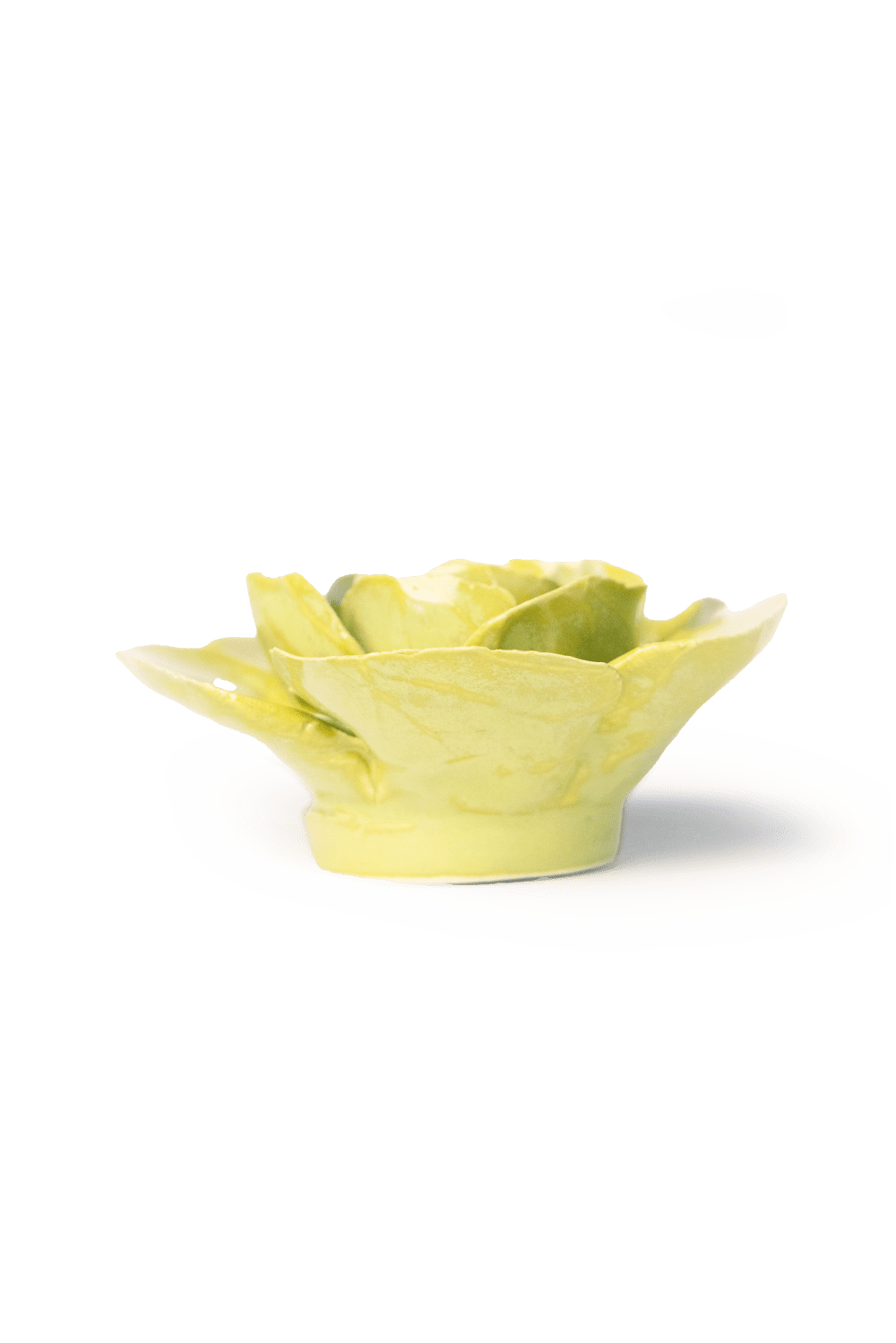 English Garden Chartreuse Elegance Ranunculus - Chive UK