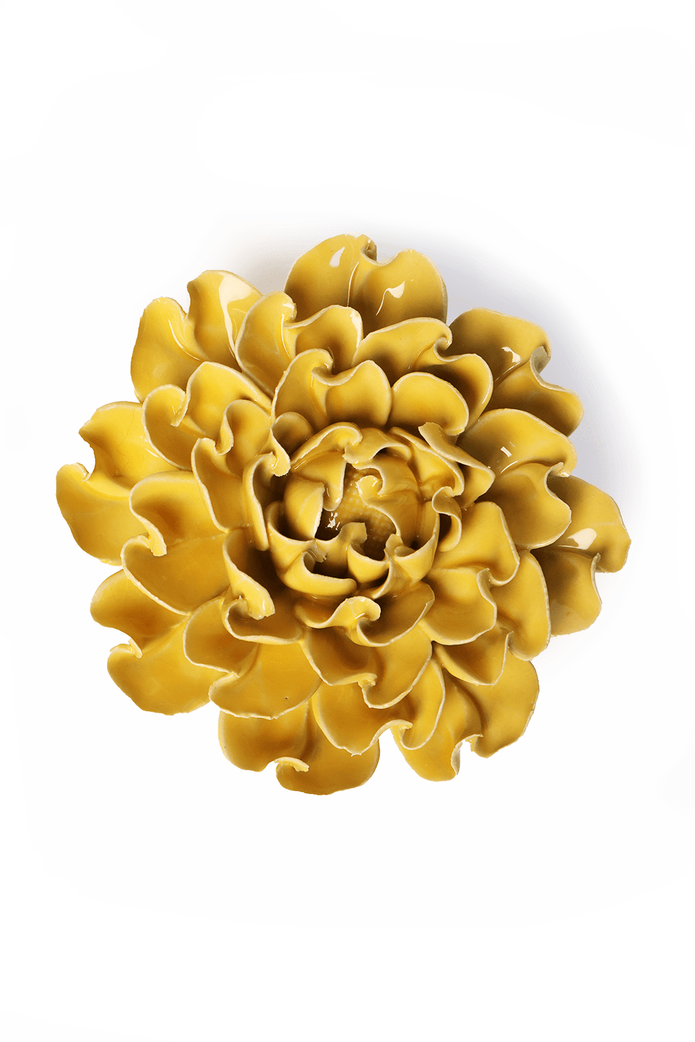 English Garden Buttercup Yellow Hawthorn - Chive UK