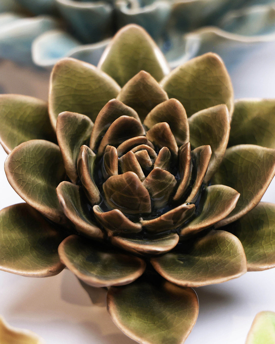 Olive Green Echeveria - Chive UK