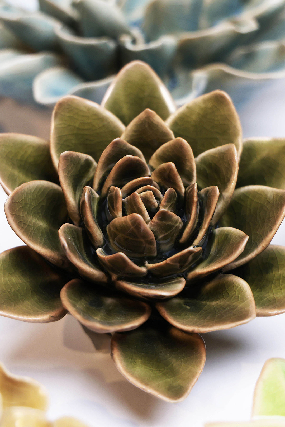 Olive Green Echeveria - Chive UK