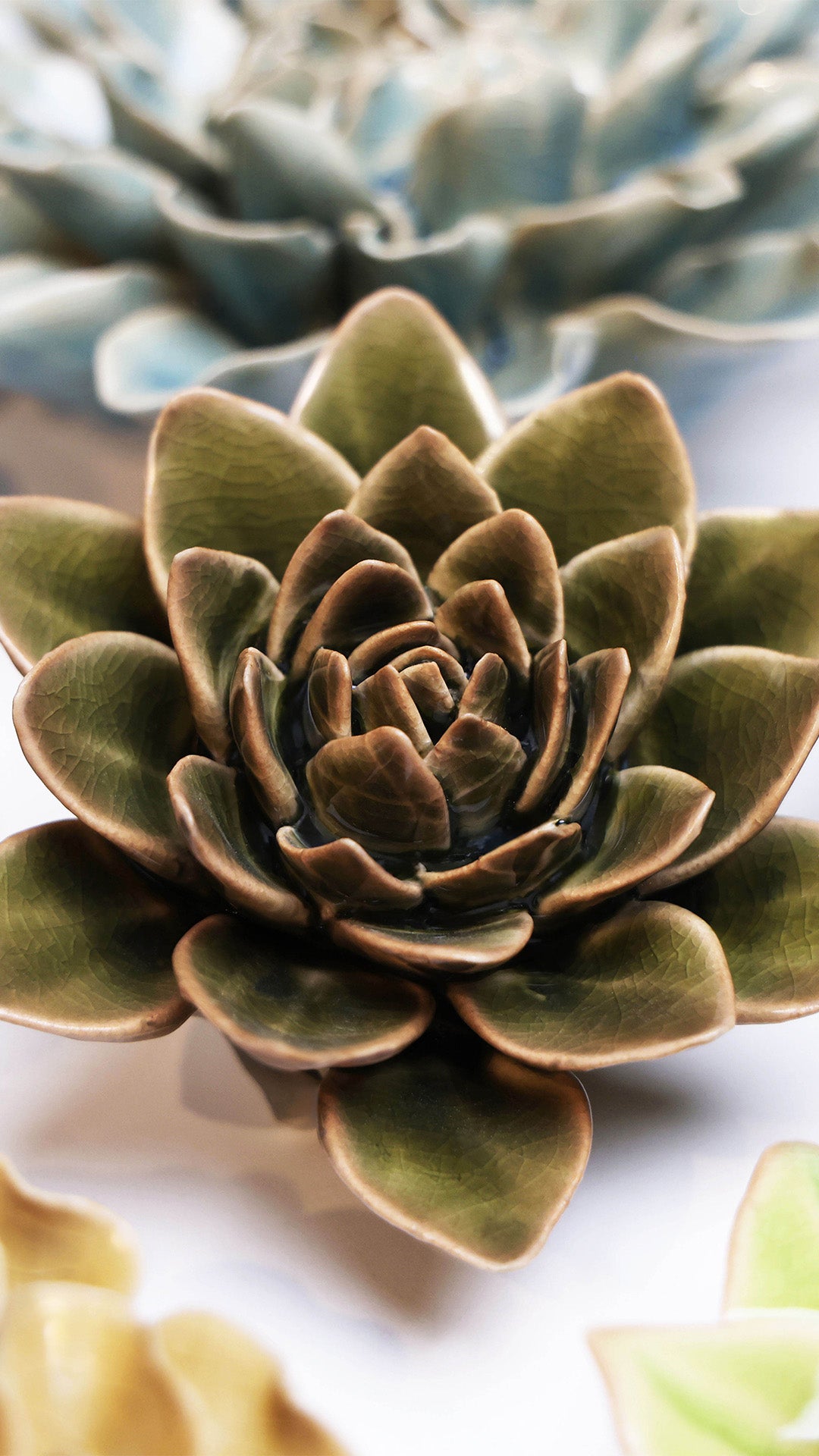 Olive Green Echeveria - Chive UK