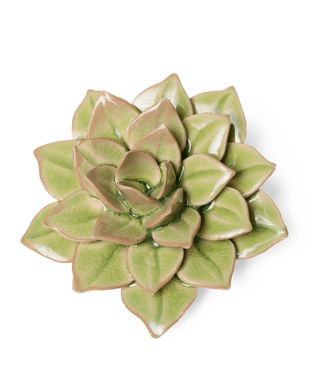 English Garden Ceramic Flower Green Medium Succulent - Chive UK
