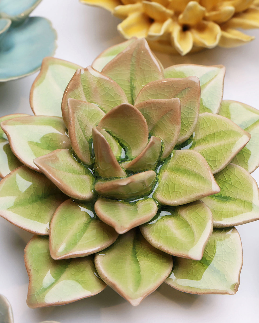 Peridot Green Fairy Echeveria - Chive UK