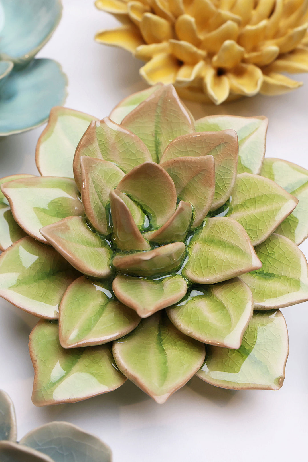 Peridot Green Fairy Echeveria - Chive UK