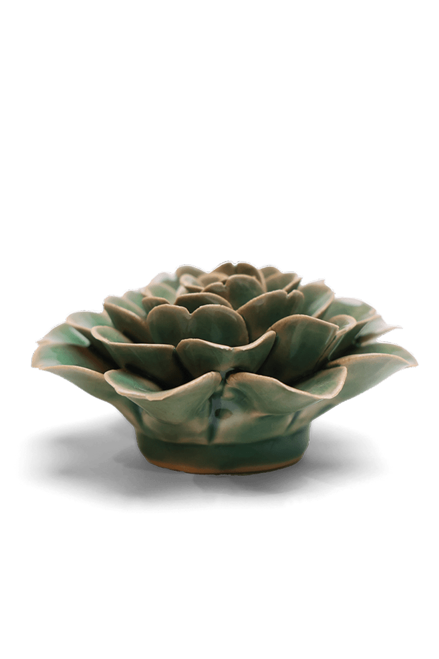 Jungle Green Tea Rose - Chive UK