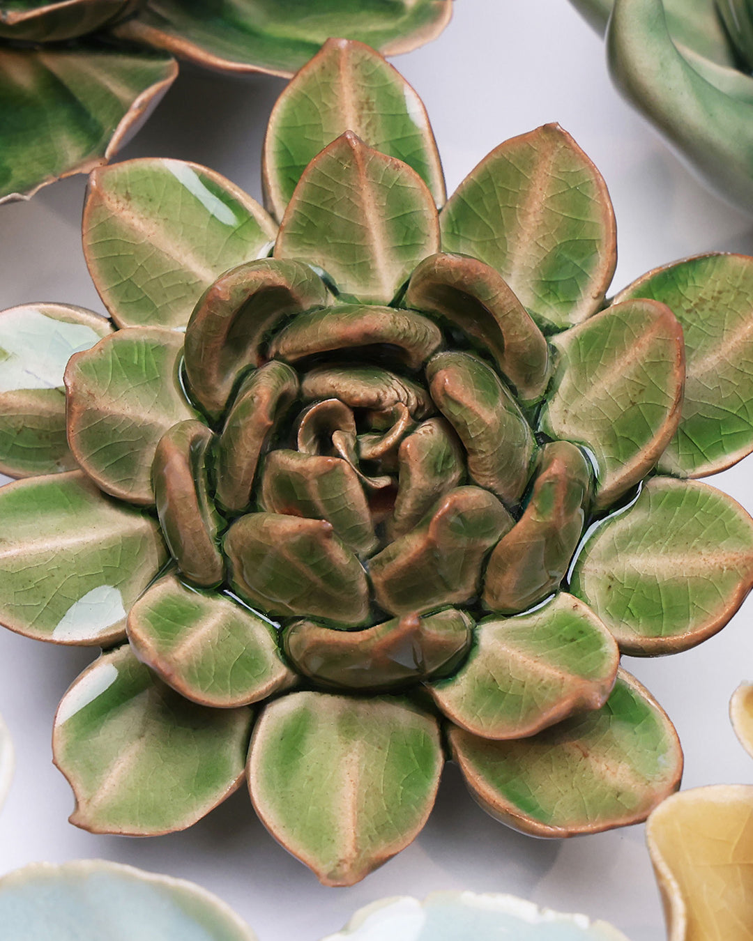 Avocado Green Firecracker Succulent - Chive UK