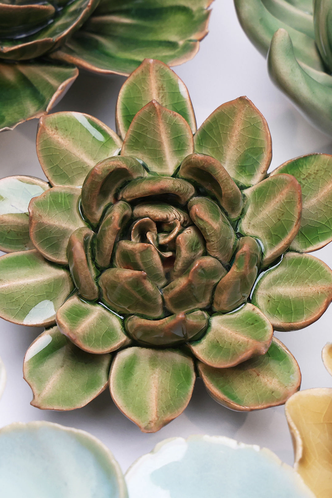Avocado Green Firecracker Succulent - Chive UK