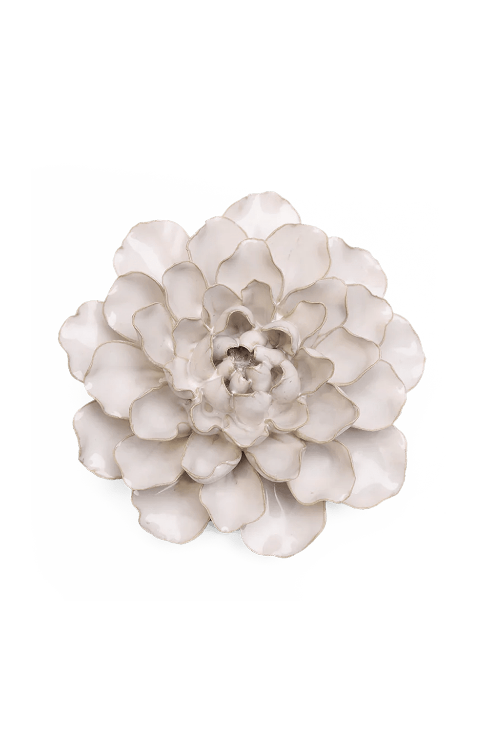 Ivory European Water Lily - Chive UK