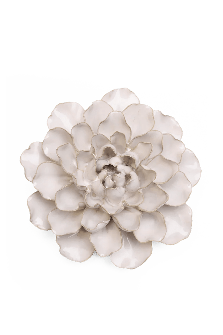 Ivory European Water Lily - Chive UK