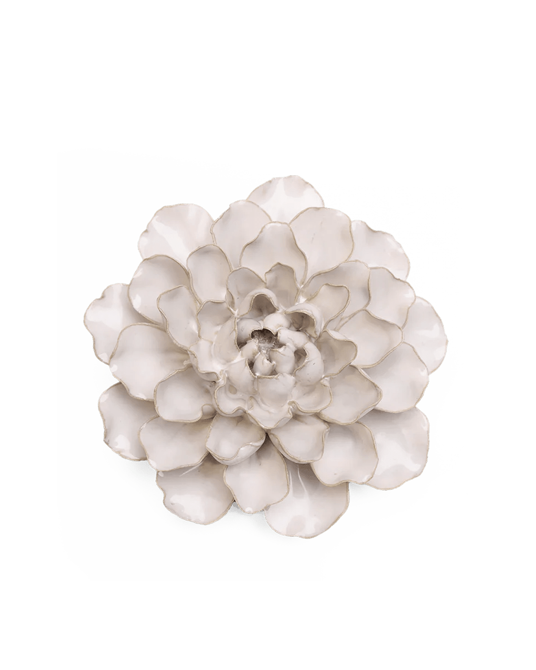 Ivory European Water Lily - Chive UK