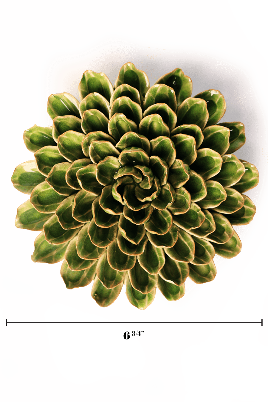 Avocado Green Unicorn Zinnia - Chive UK