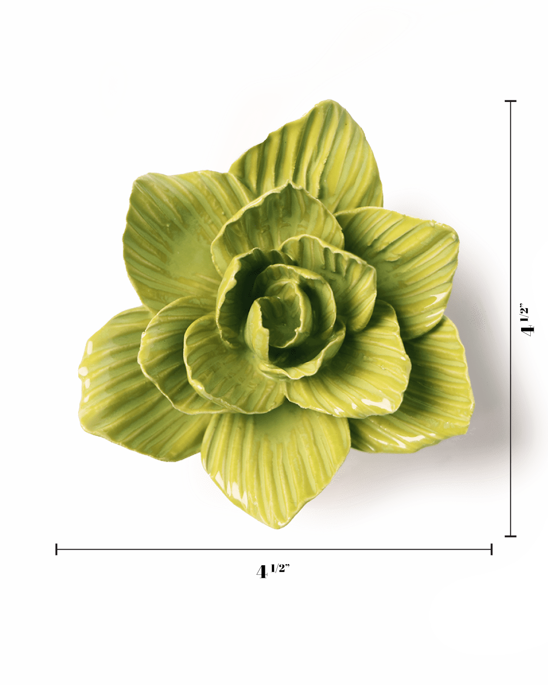 Chartreuse Gladiolus - Chive UK