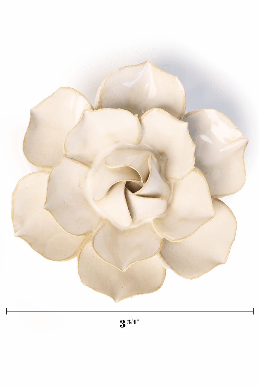 Ivory Daffodil - Chive UK