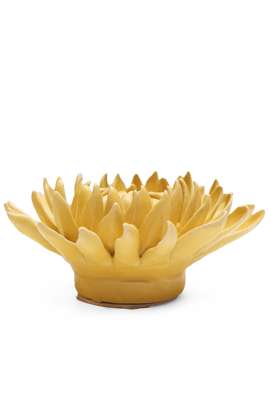 November Birth Flower - Chrysanthemum - Chive UK