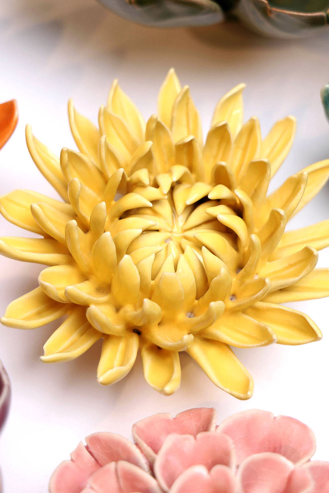 November Birth Flower - Chrysanthemum - Chive UK