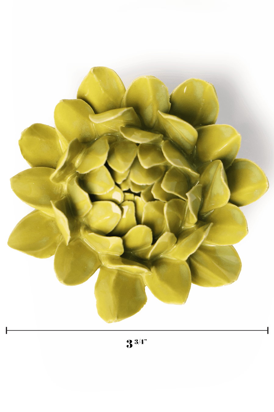 English Garden Chartreuse Sugarbush Protea - Chive UK