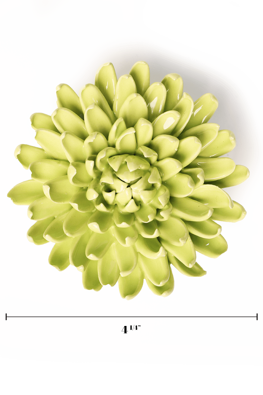 English Garden Yellow Green Pompom Mum - Chive UK