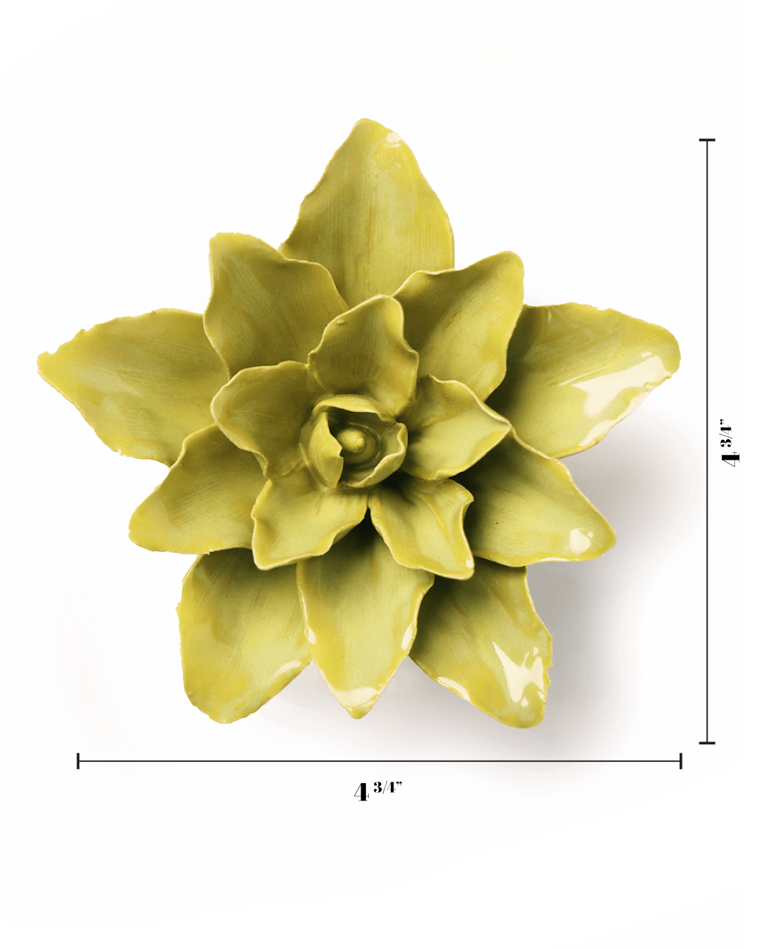 English Garden Chartreuse Tiger Lily - Chive UK