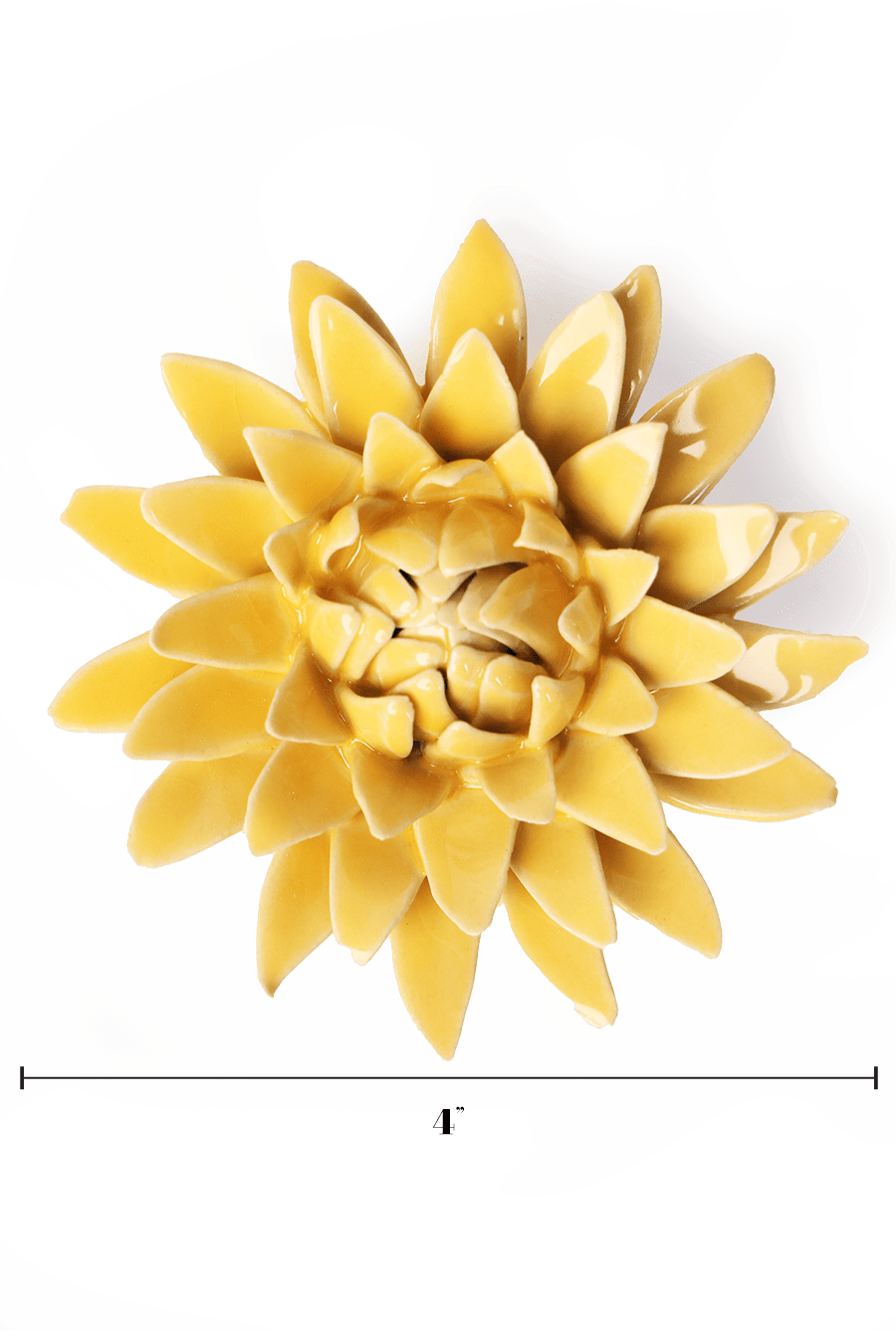 English Garden Burnt Yellow Strawflower - Chive UK